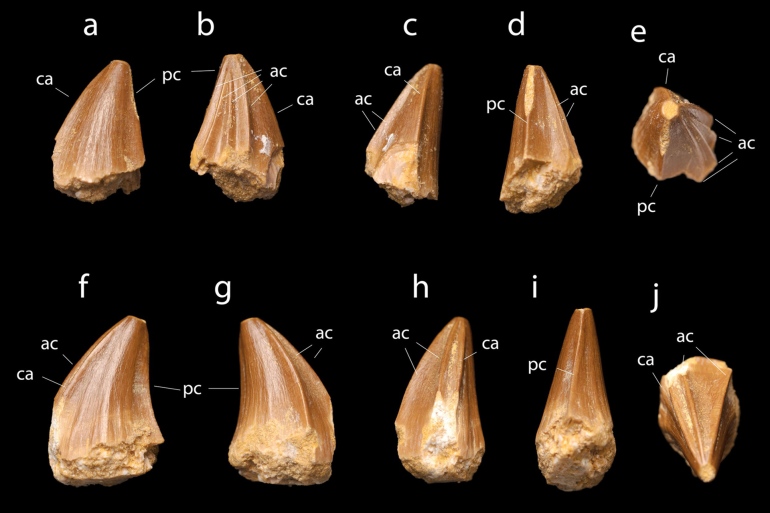 *****داخليه**** Teeth from the left lower jaw of Stelladens mysteriosus. A and F, lateral view, B and G, medial view, C and H, anterior view, D and I, posterior view, E and J, apical view. CREDIT Dr Nick Longrich