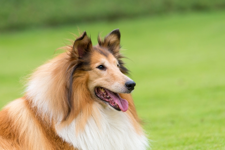 beautiful collie dog in high quality portrait