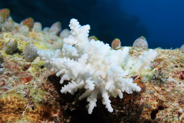 Bleached stony coral in the tropical reef of the maldives