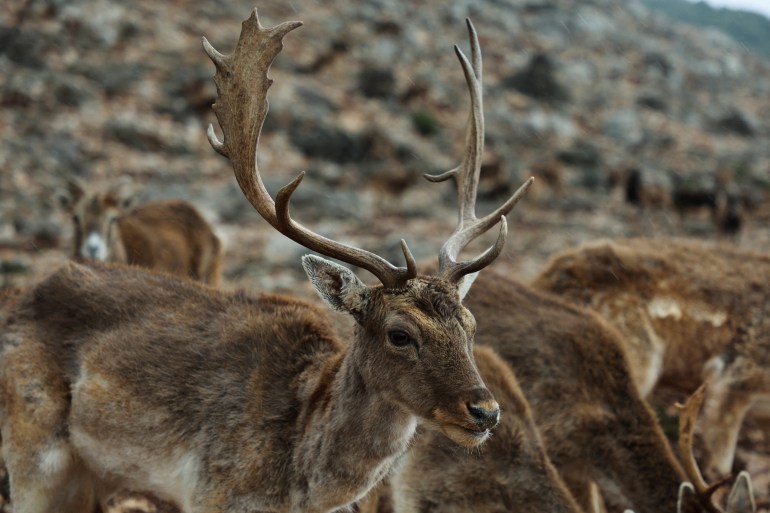 A deer walks at a reserve farm in Aana, a village in the Western Bekaa, Lebanon March 19, 2023. REUTERS/Mohamed Azakir