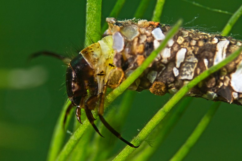 Freshwater onderwater close up photography from a caddy fly larva.