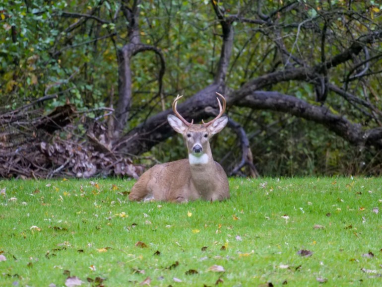 White-Tailed Deer