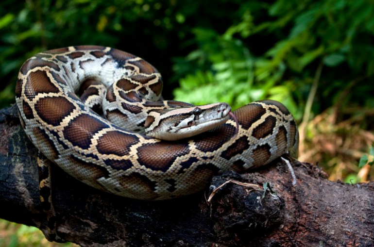 Burmese pythons