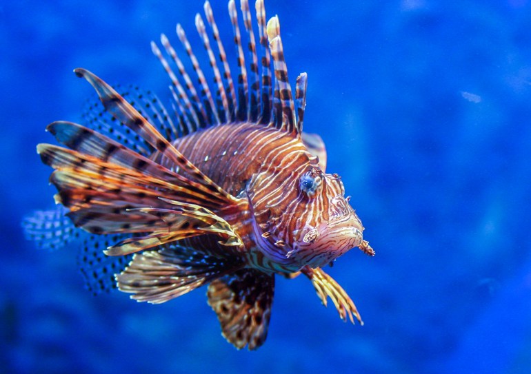 Lionfish