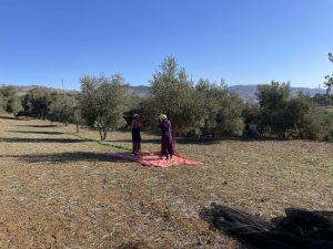 لماذا تراجع إنتاج الزيتون بالمغرب؟