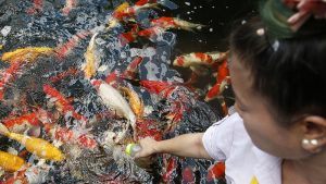 فيديو : شاهد: مزاد لبيع أسماك كوي في اليابان.. رمز السعادة والحظ