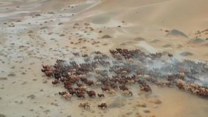 شاهد: انتقال الجِمال في الصين إلى المراعي الشتوية في منغوليا