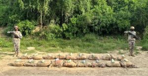 جازان: إحباط تهريب 165 كيلوغراما من «القات»