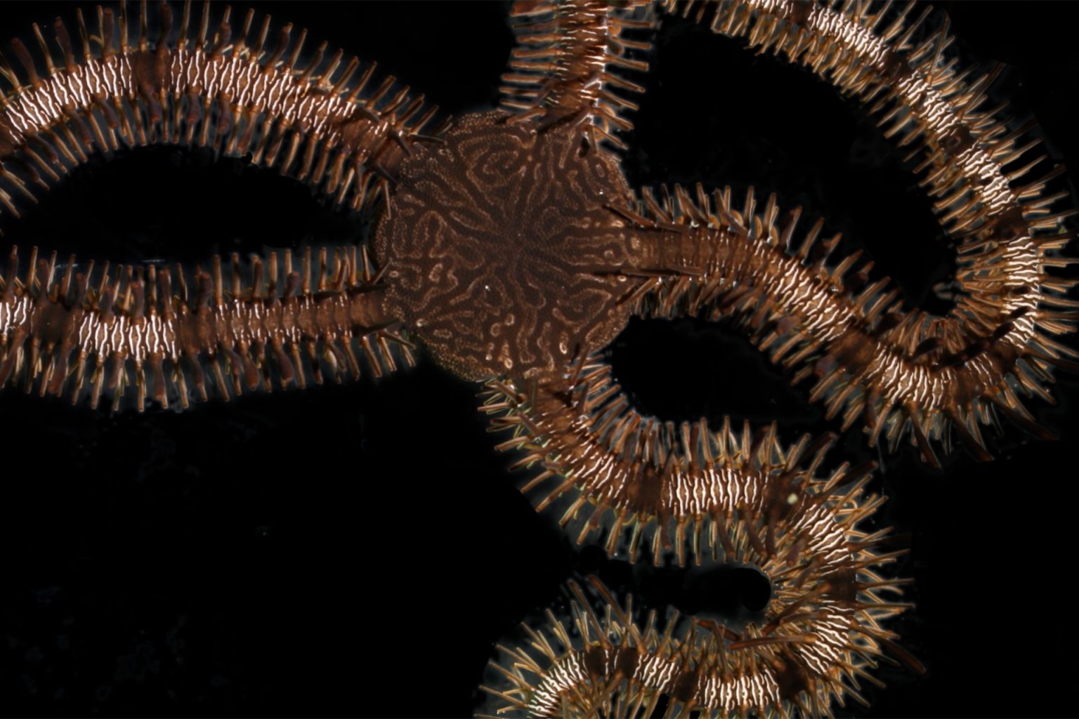 كائن من فصيلة نجم البحر يتعلم بالخبرة رغم افتقاره لدماغ