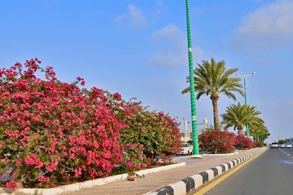 استعداداً لشتاء جازان.. غرس 130 ألف زهرة بالطرق والميادين