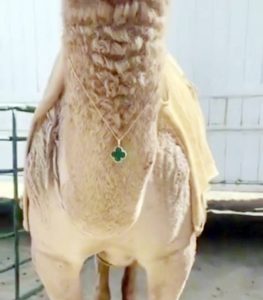 بن حثلين: سندرس تجميل إبل الصياهد بالذهب