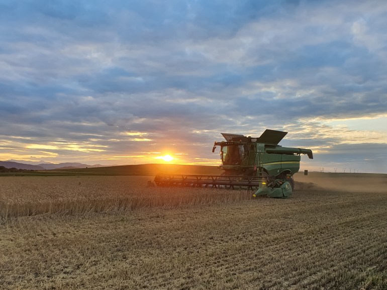 Piatra Neamț, Romania - JULY 25, 2020: John Deere combine harvesting wheat during summer with the sun setting in the background.