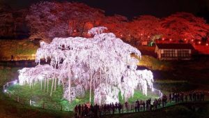 أزهار الـ”ساكورا”.. قصة عشق يابانية تجتذب السياح