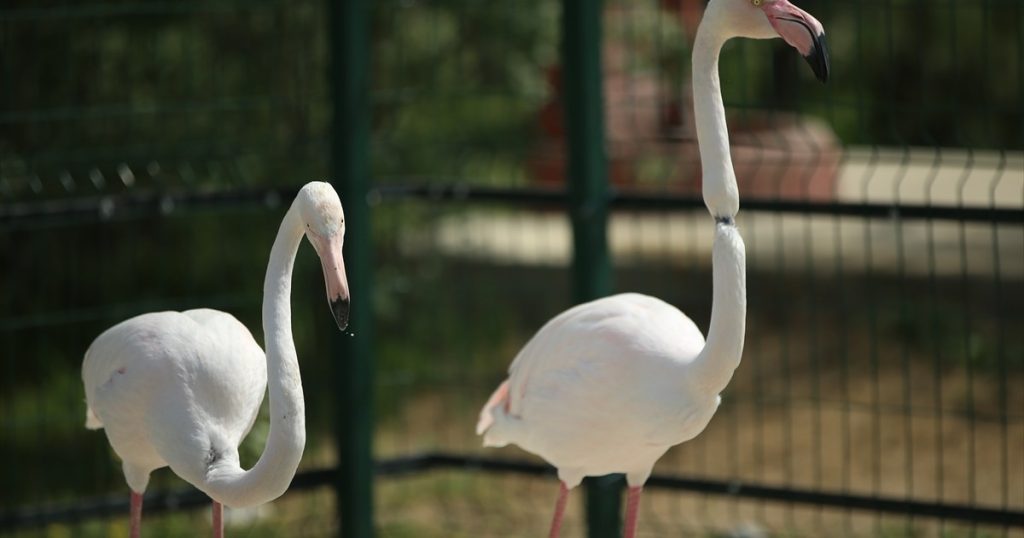 محمية “كوليا” التركية.. فرصة لمشاهدة الحيوانات عن قرب والاتصال بالطبيعة