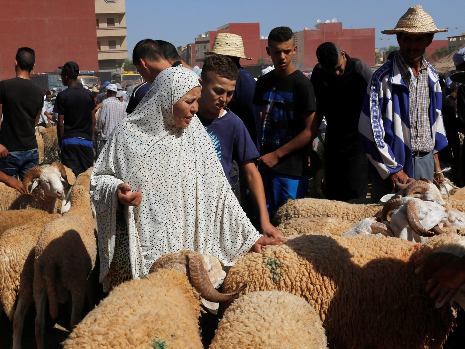 الجفاف في المغرب يرهق جيوب الراغبين بشراء أضاحي العيد
