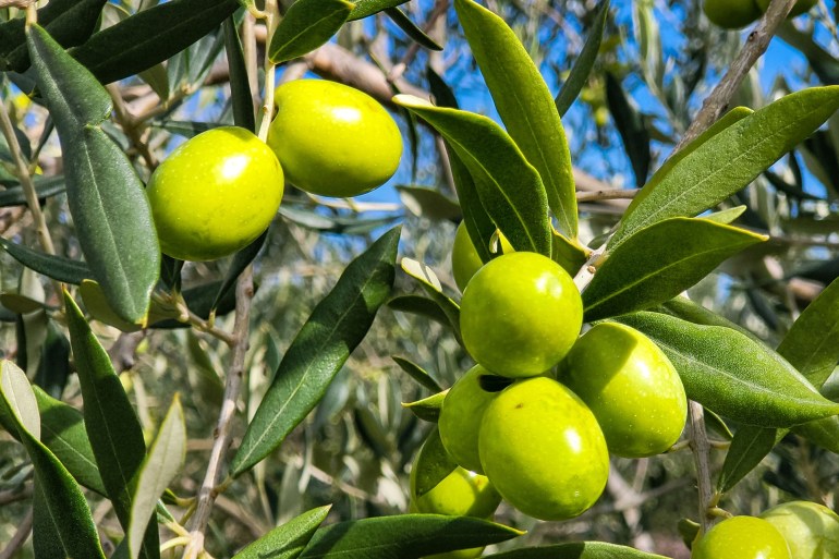 Olive, Green olives, Green image. Free for use.