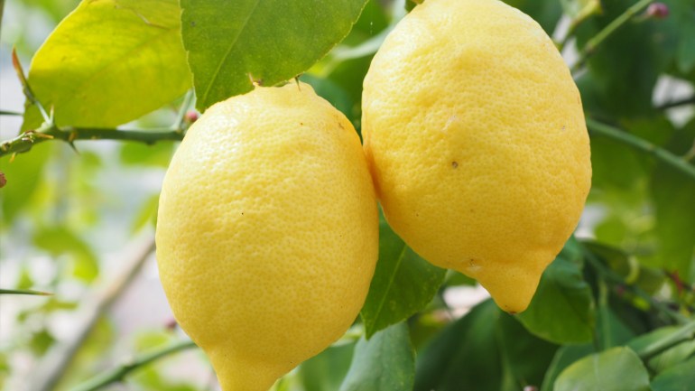 Lemons