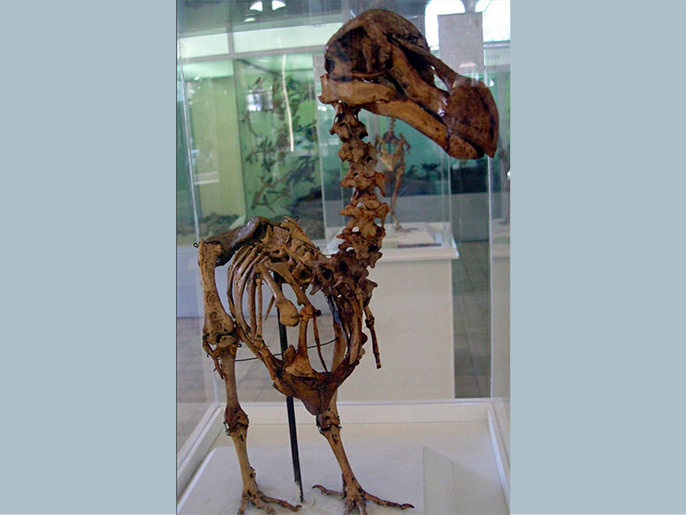 A skeleton of a Mauritius Dodo bird which was found by E. Thirioux, a barber, in a cave at the foot of Le Pouce Mountain at Pailles, which is in the vicinity of the town of Port Louis in year 1900, stands at an exhibition in the Mauritius Institute Museum in Port Louis in this December 27, 2005 file photo. The dodo is an extinct flightless bird whose name has become synonymous with stupidity. But it turns out that the dodo was no bird brain, but instead a reasonably brainy bird. REUTERS/Files