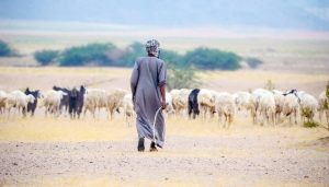 لا تشغيل للرعاة والمزارعين أكثر من 8 ساعات في اليوم