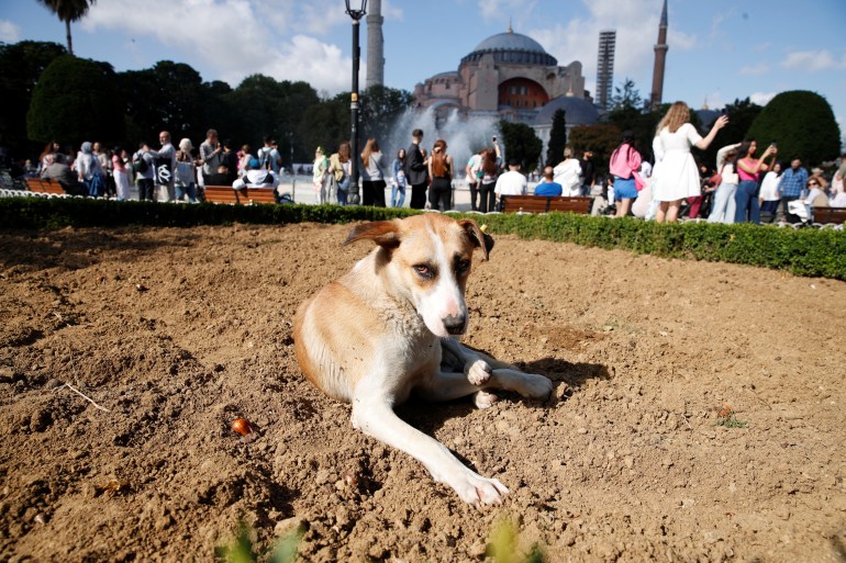 A stray dog lies on the ground at the Sultanahmet Square in Istanbul, Turkey, May 26, 2024. REUTERS/Dilara Senkaya