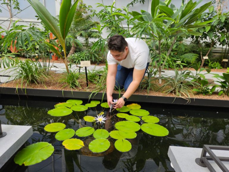 Last summer, Liam McEvoy harvested flower samples from an Egyptian blue lotus at the UC Botanical Garden’s recently opened Virginia Haldan Tropical House. McEvoy believes it’s the only university botanical garden in the country with a living Egyptian blue lotus.Courtesy of Liam McEvoy 