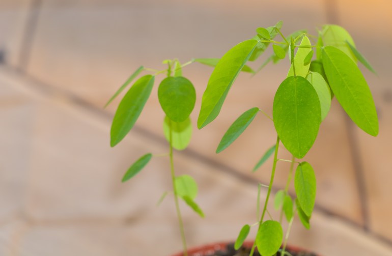 The telegraph plant or Dancing plant seedlings, fascinating plant