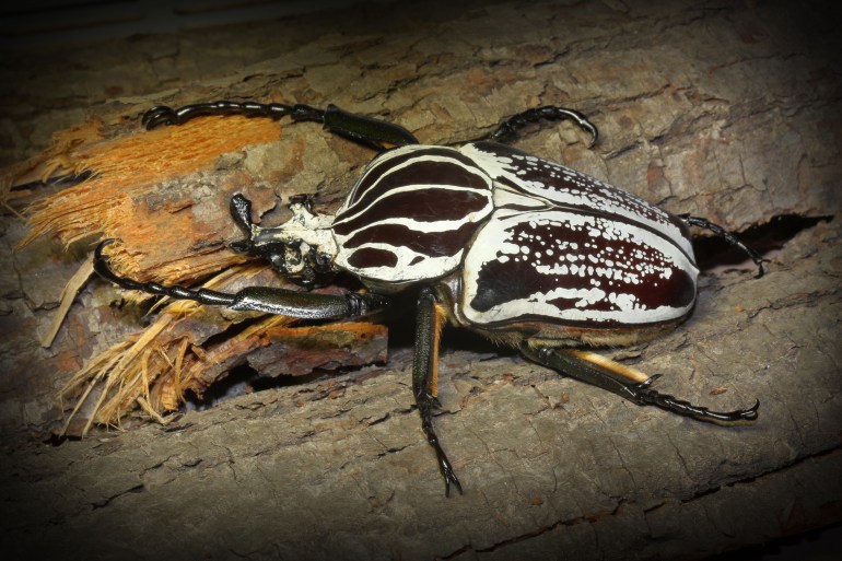 African Goliath beetle Golithus goliatus on branch from Cameroon rainforest Scarabaeidae Cetoniinae