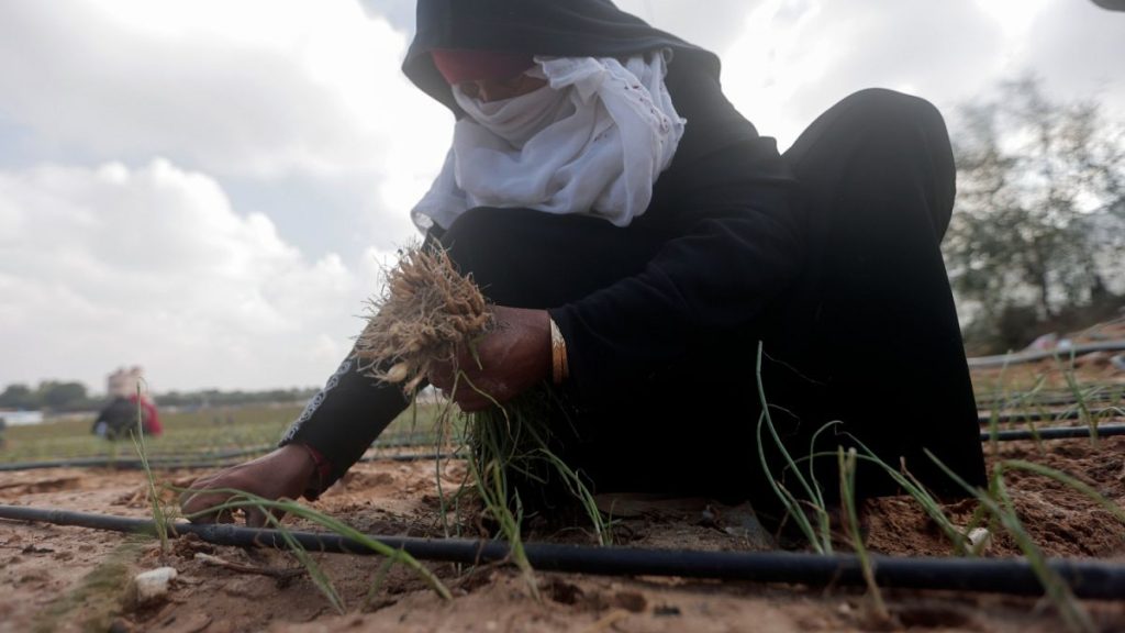 إسرائيل تعطل 60% من الأراضي الزراعية في غزة وتفاقم أزمة الأمن الغذائي لمليوني نسمة