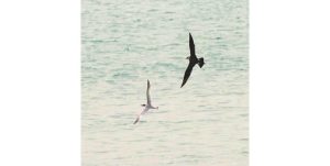 رصد طيور محيطية نادرة في المياه الكويتية