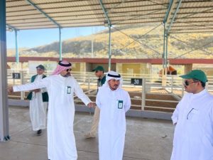 «بيئة عسير» تستعد لموسم الأضاحي بـ 95 مسلخاً وسوقاً