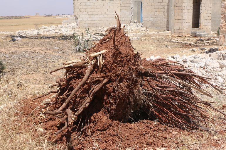 جذر شجرة مبيرة بعد قلعه من قبل قوات النظام البائد