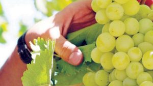 "بيئة الباحة" ترفع وعي المزارعين بطرق الإنتاج السليم للعنب والرمان