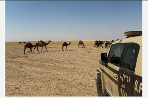 ضبط مواطن مخالف لنظام البيئة لارتكابه مخالفة رعي في محمية الملك عبدالعزيز الملكية