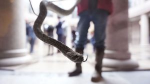 إعادة اكتشاف أصغر ثعبان في العالم ببربادوس بعد عقدين من الغياب