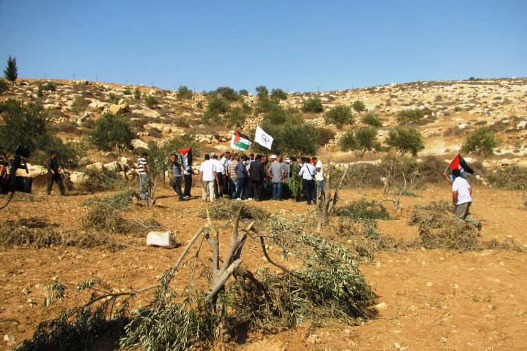 فلسطين-الخليل-مسافر يطا-أشجار زيتون قطعها المستوطنون -الجزيرة نت