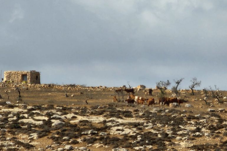 فلسطين-الخليل-يطا-قطيع أبقار للمستوطنين -الصحافة الفلسطينية