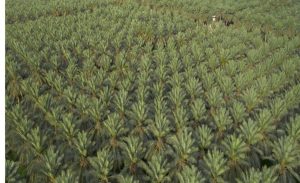 «الزراعة» لـ«عكاظ»: اكتفاء غذائي سعودي «غير مسبوق»