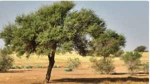 رئيس هيئة تطوير محمية «الإمام تركي بن عبد الله»: دعم القيادة ركيزة لبرامج التنمية البيئية