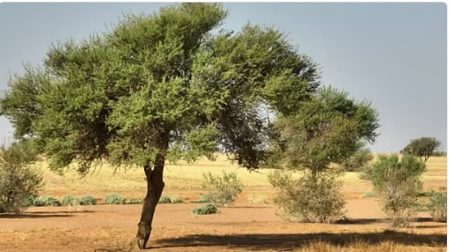 رئيس هيئة تطوير محمية «الإمام تركي بن عبد الله»: دعم القيادة ركيزة لبرامج التنمية البيئية