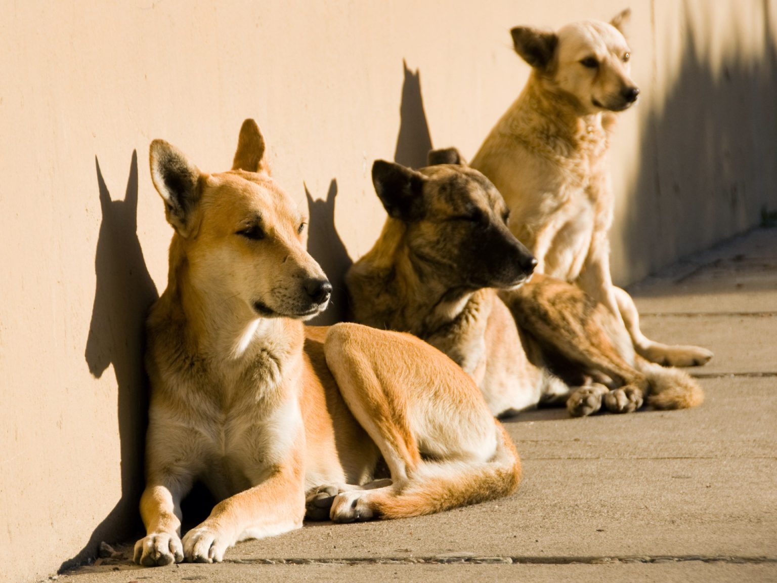 الكلاب رافقت البشر في رحلاتهم عبر أوراسيا منذ 10 آلاف عام