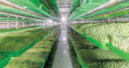 «الزراعة» لـ«عكاظ»: الناتج الزراعي المحلي بلغ 118 مليار ريال