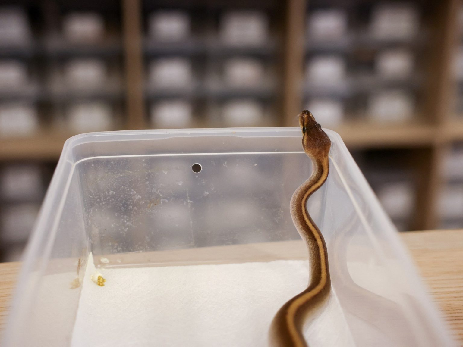 باحثون: لقاحات الحمض النووي الريبوزي المرسال قد تعالج لدغات الثعابين يوما ما