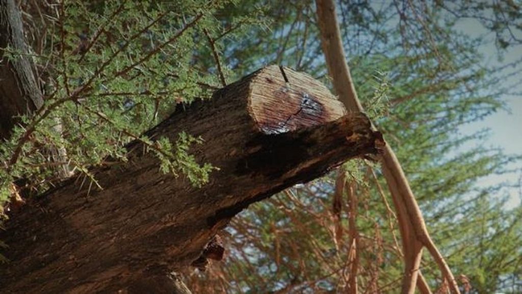 «الأمن البيئي»: غرامة قطع أو نقل الأشجار دون ترخيص تصل 20,000 ريال لكل شجرة