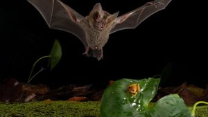 “الأسد الصغير”.. كيف يتصرف الخفاش كأنه ملك الغابة؟ | علوم