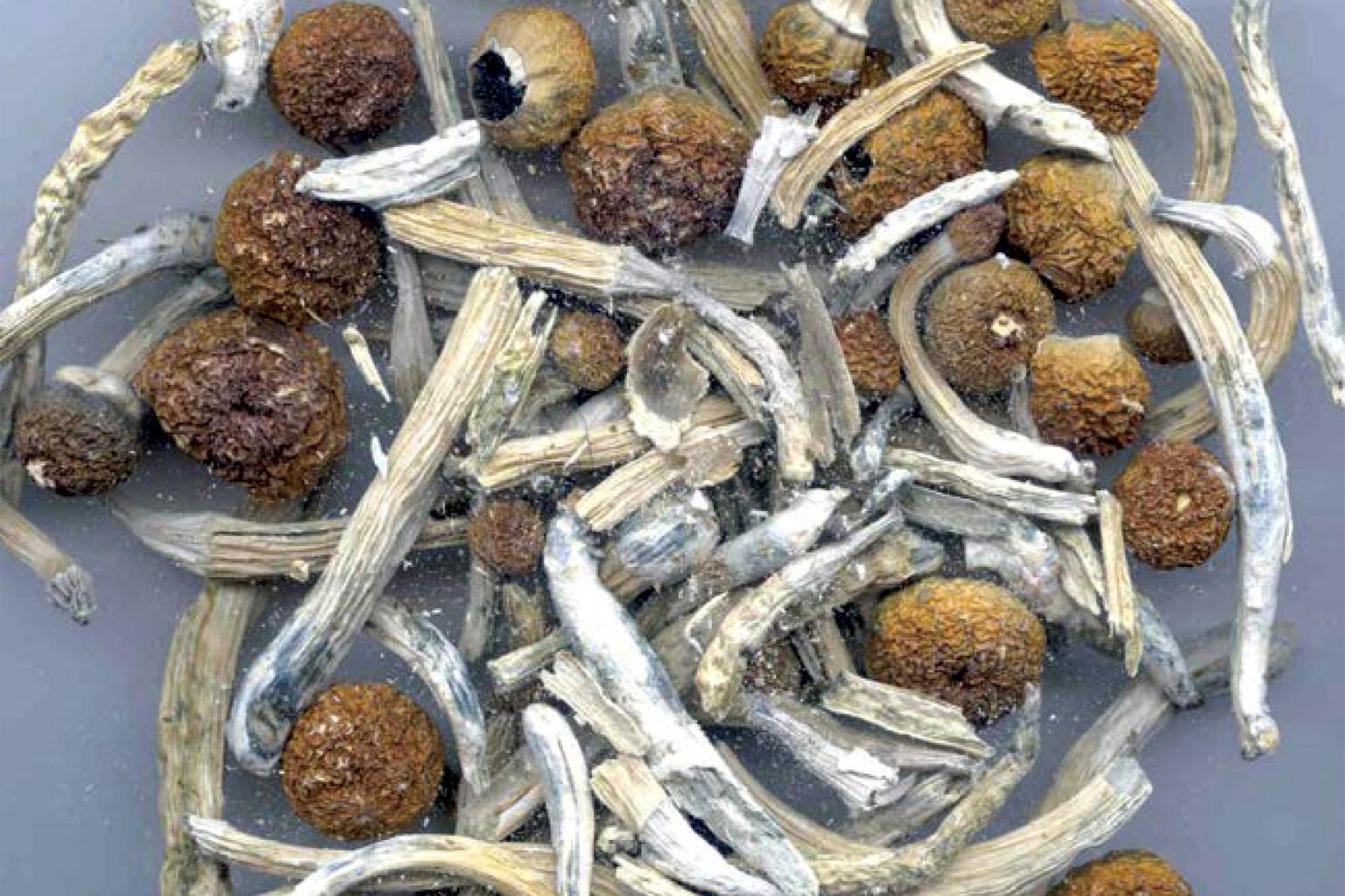 التشيك تجيز الفطر السحري لعلاج الاكتئاب