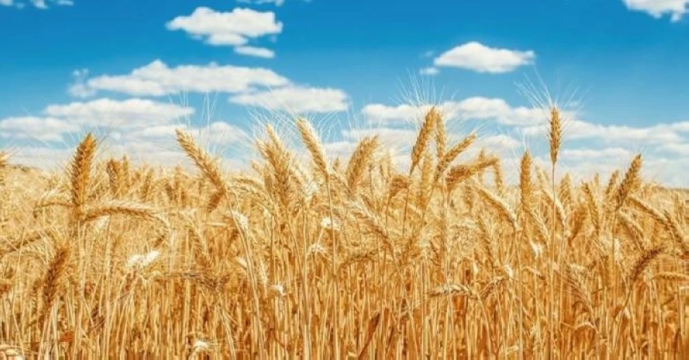 بدعم مخاطر البحر الأسود.. قمح أوروبا لأعلى مستوى – أخبار السعودية