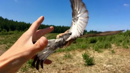 طيور مهاجرة بدقة “ساعة سويسرية”.. والسر في جهاز وزنه غرام