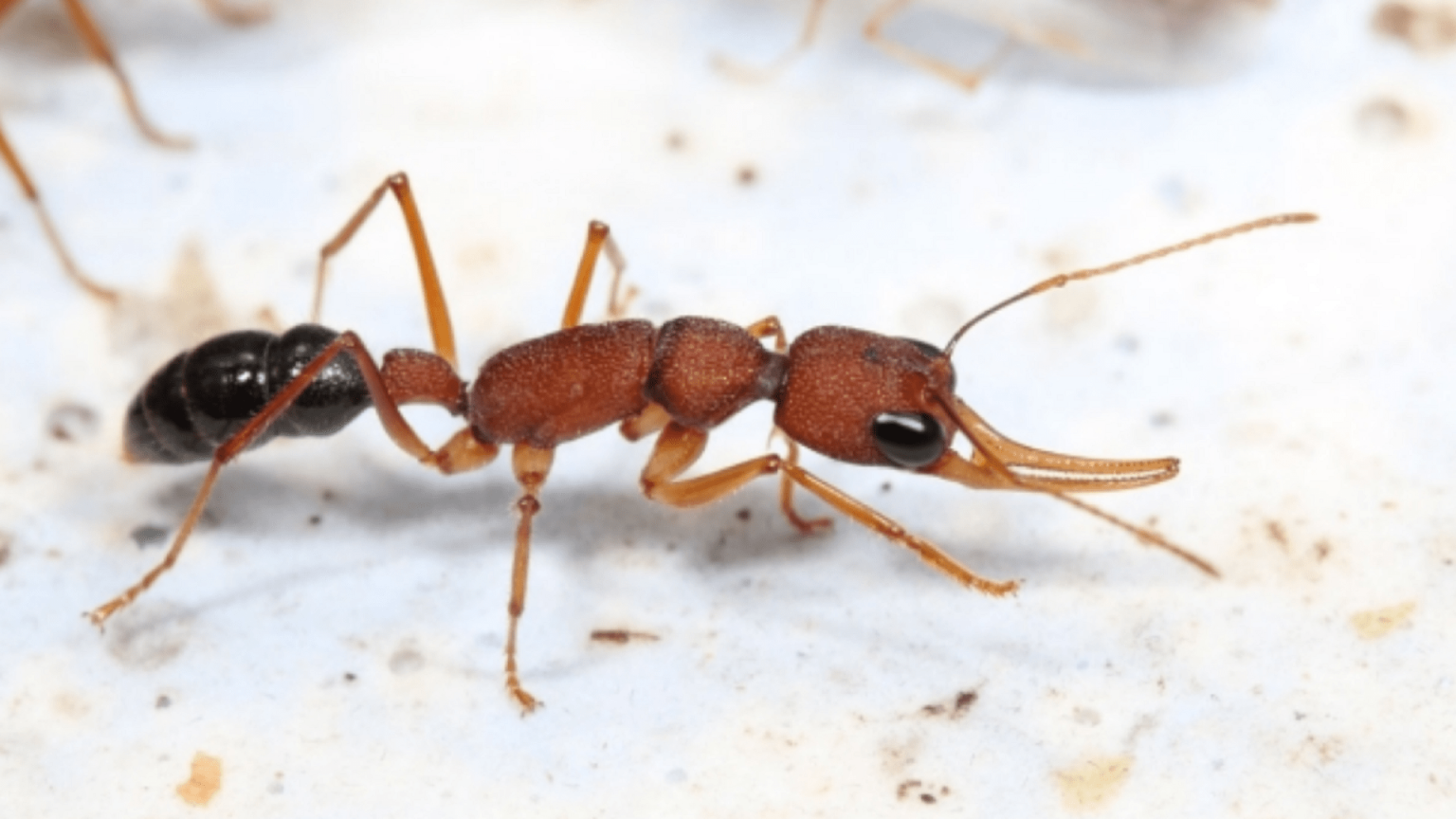 بالفيديو.. انقلاب عسكري في قصر ملكة النمل