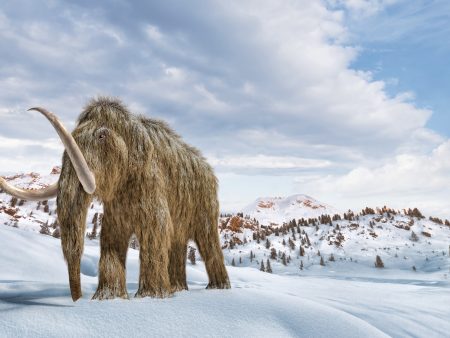 عمره 40 ألف سنة.. أقدم حمض نووي ريبوزي وجد بماموث صوفي