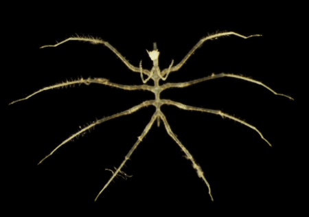 اكتشاف كائنات جديدة لافتة في موقع تعدين بالمحيط الهادي